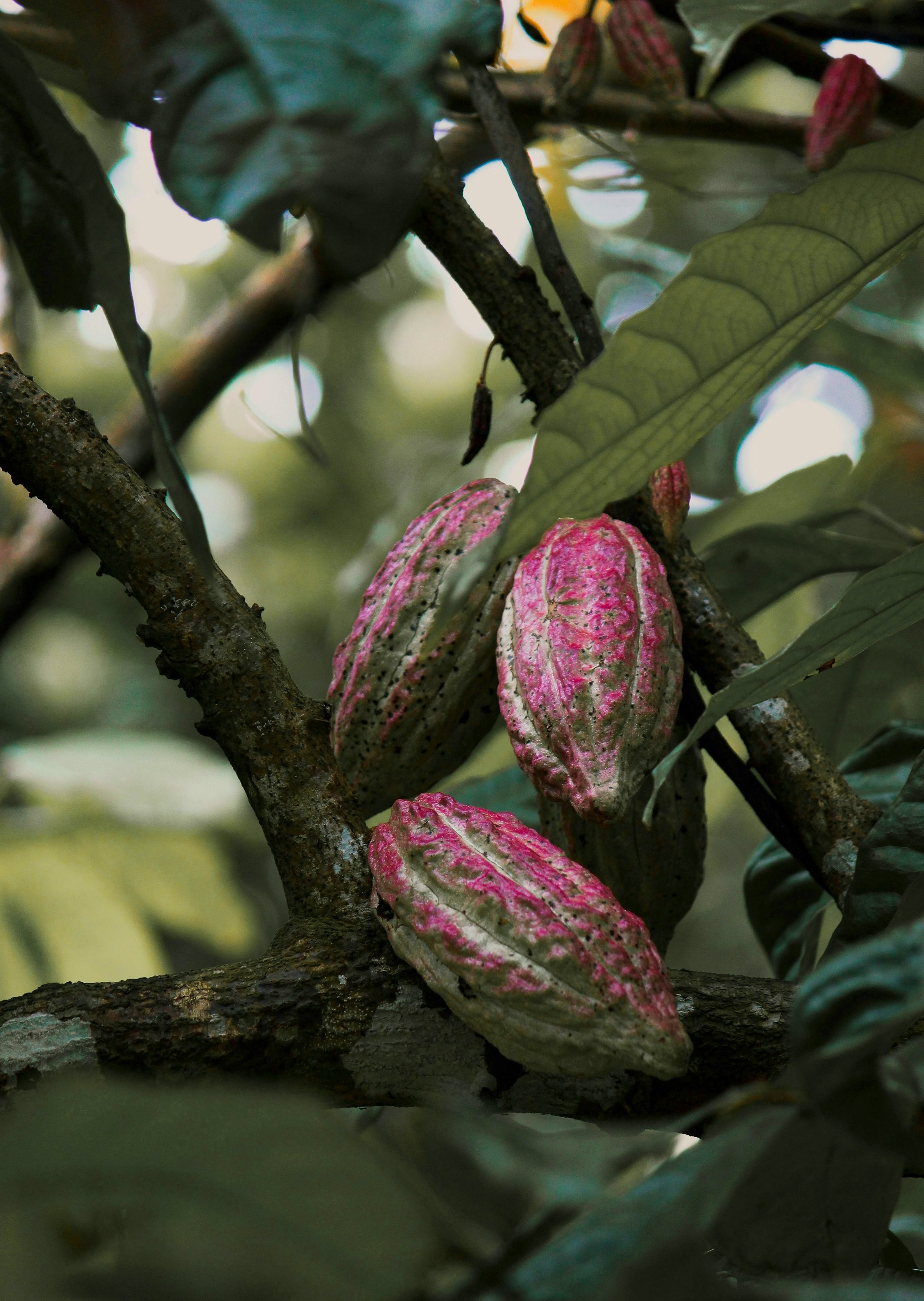 Cacao pods growing on the tree